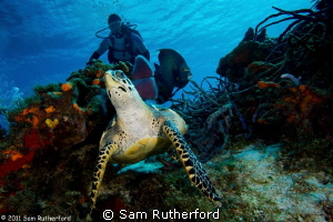 Turtle looking over shoulder by Sam Rutherford 